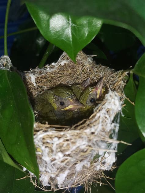 鳥 築 巢 吉兆|【家裡有鳥築巢】鳥兒築巢有好兆頭？家裡發現鳥窩竟是財運來臨。